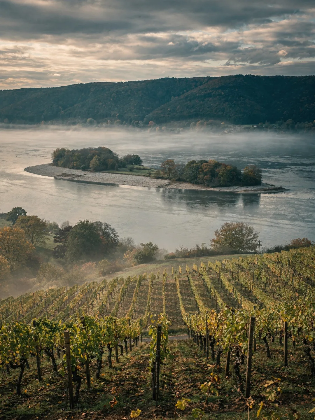 Klima in der Region Rheingau