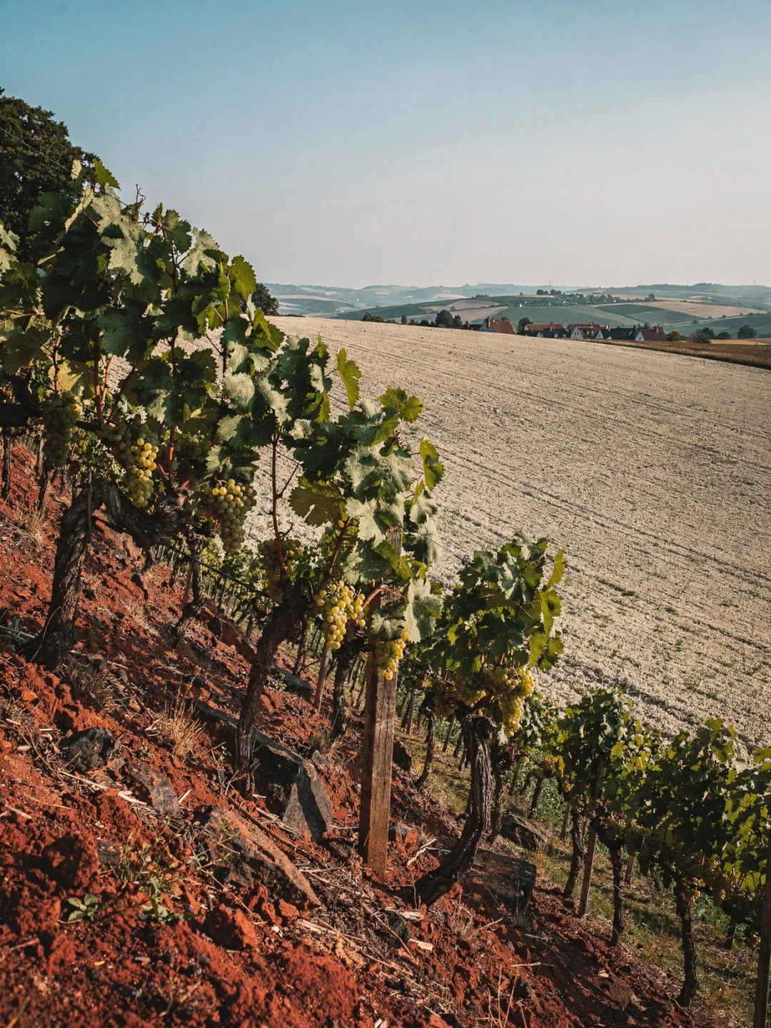 Rebsorten in der Region Rheinhessen