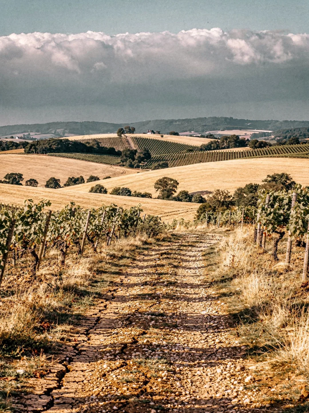 Klima in der Region Rheinhessen