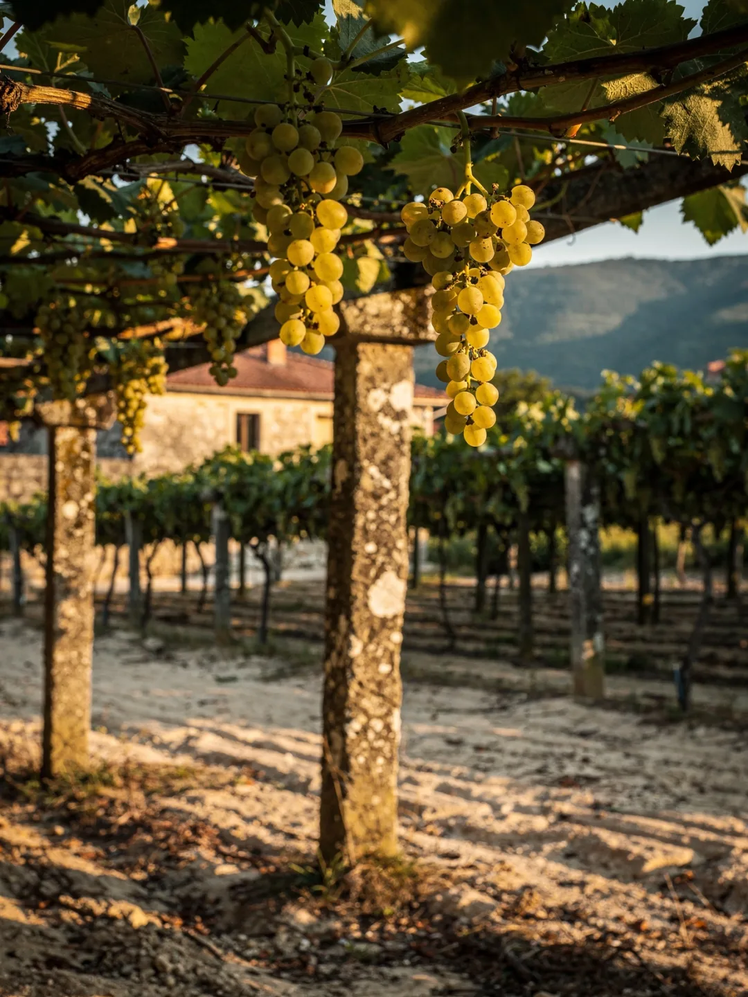 Rebsorten in der Region Rías Baixas