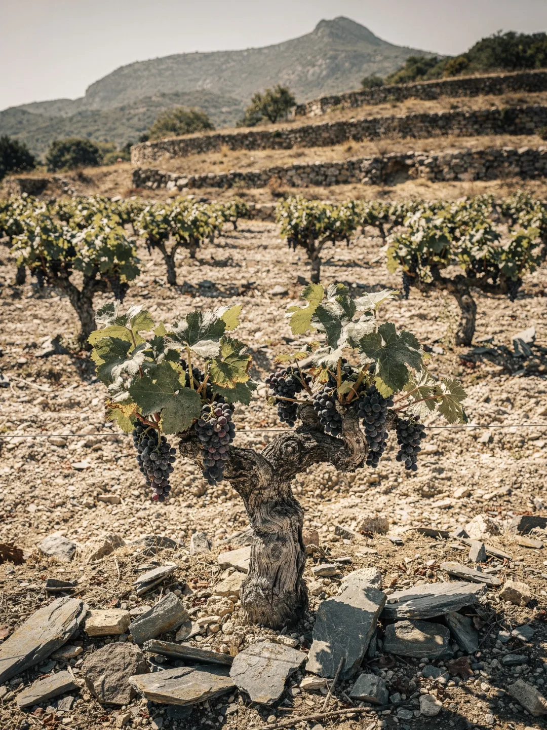 Rebsorten in der Region Roussillon