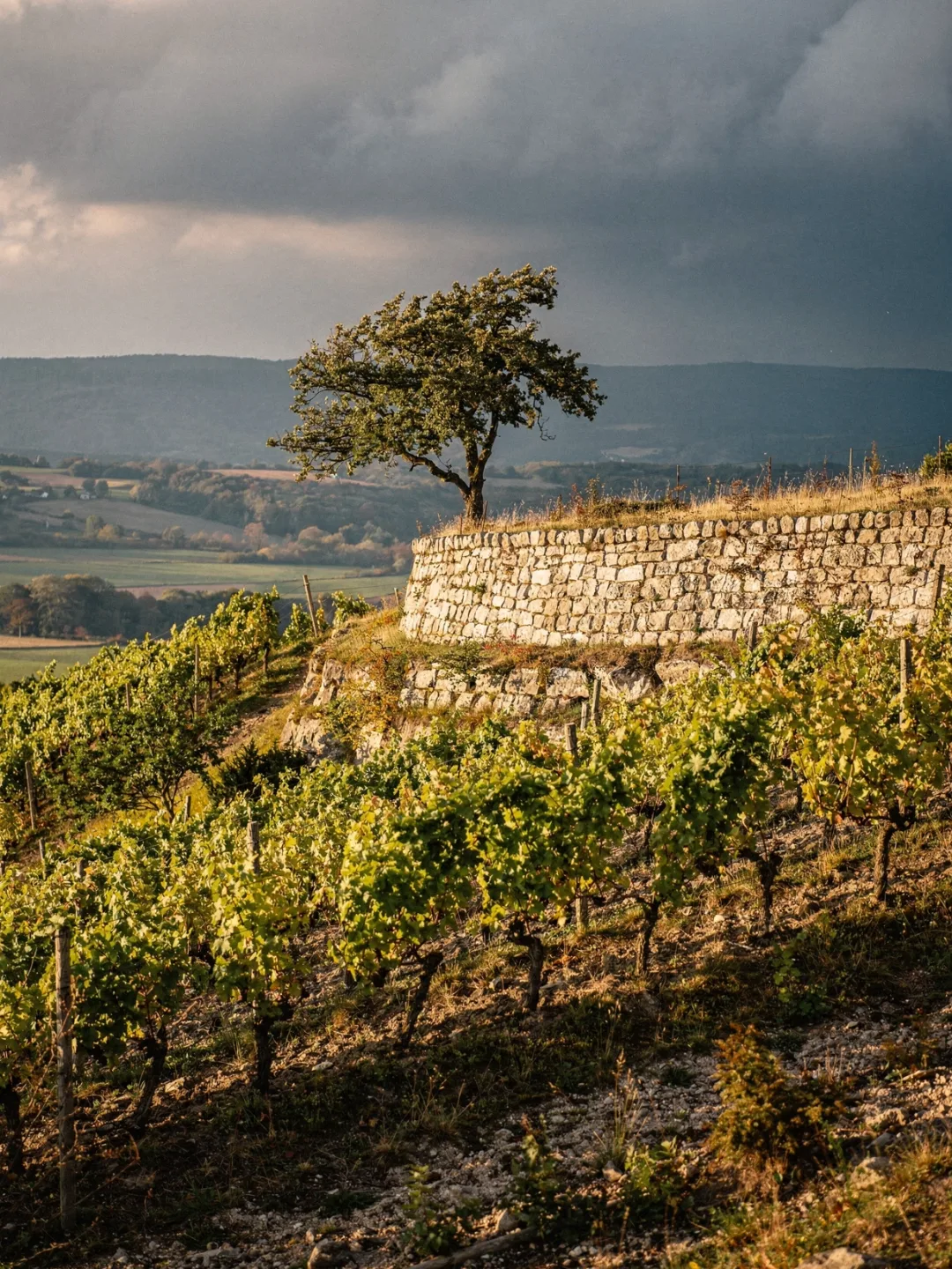 Klima in der Region Saale-Unstrut