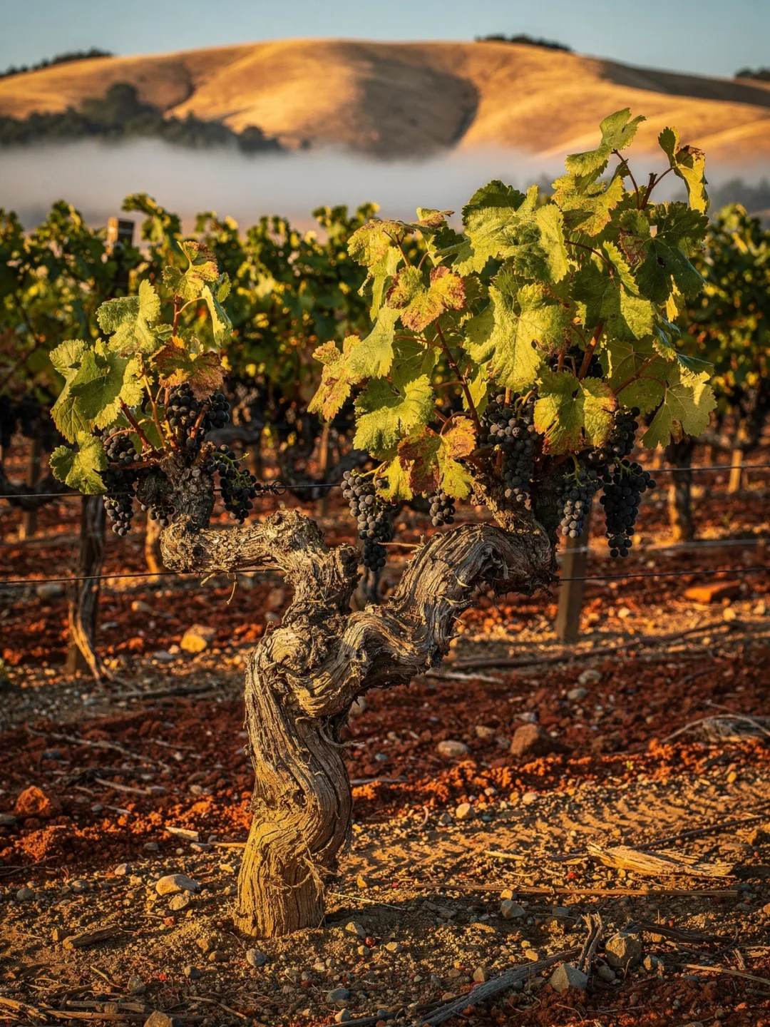 Rebsorten in der Region Sonoma