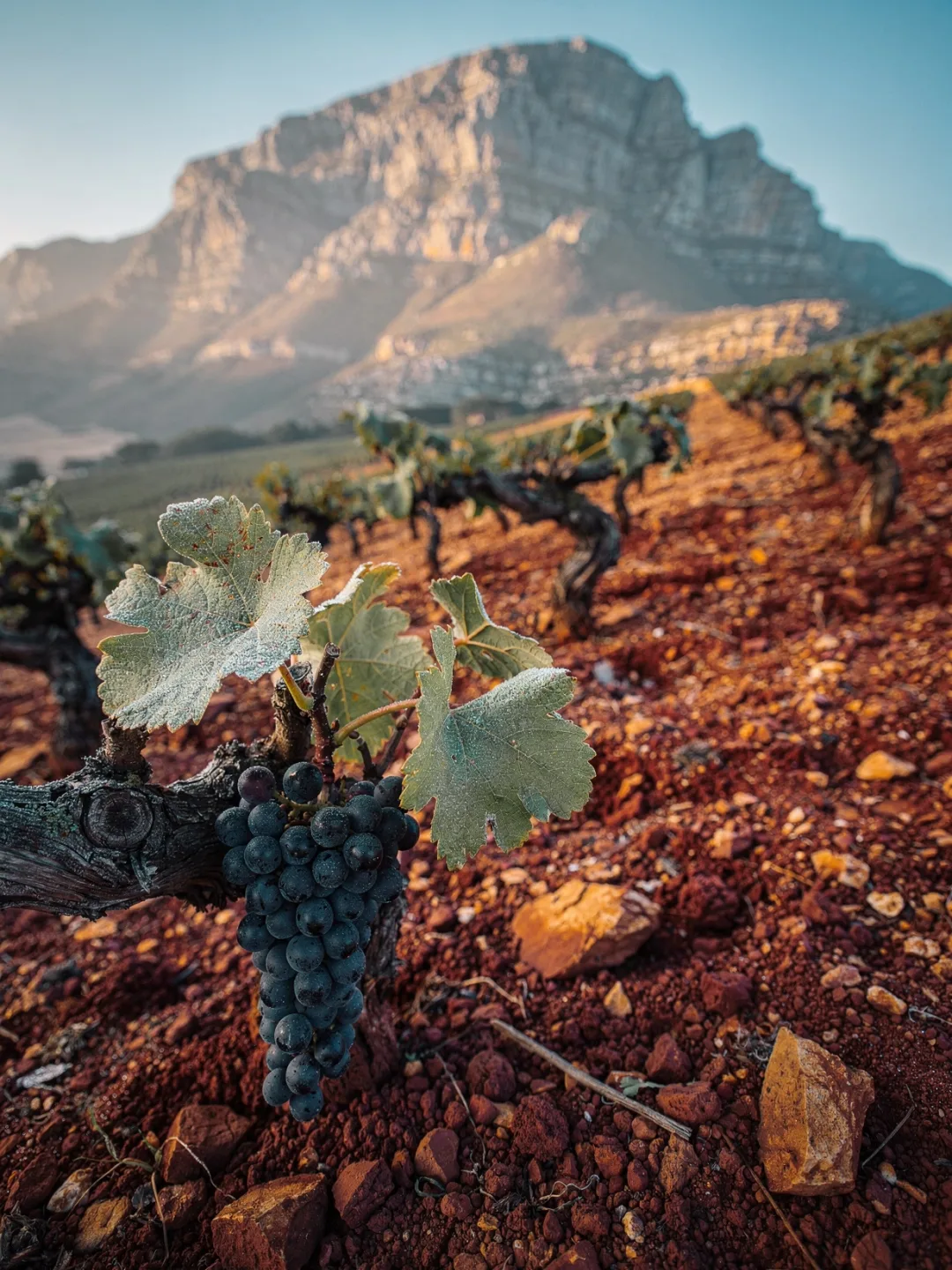 Rebsorten in der Region Stellenbosch