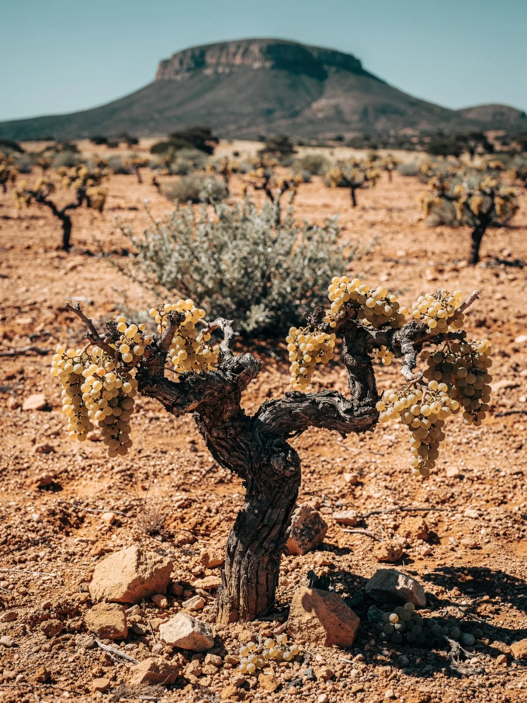 Rebsorten in der Region Swartland