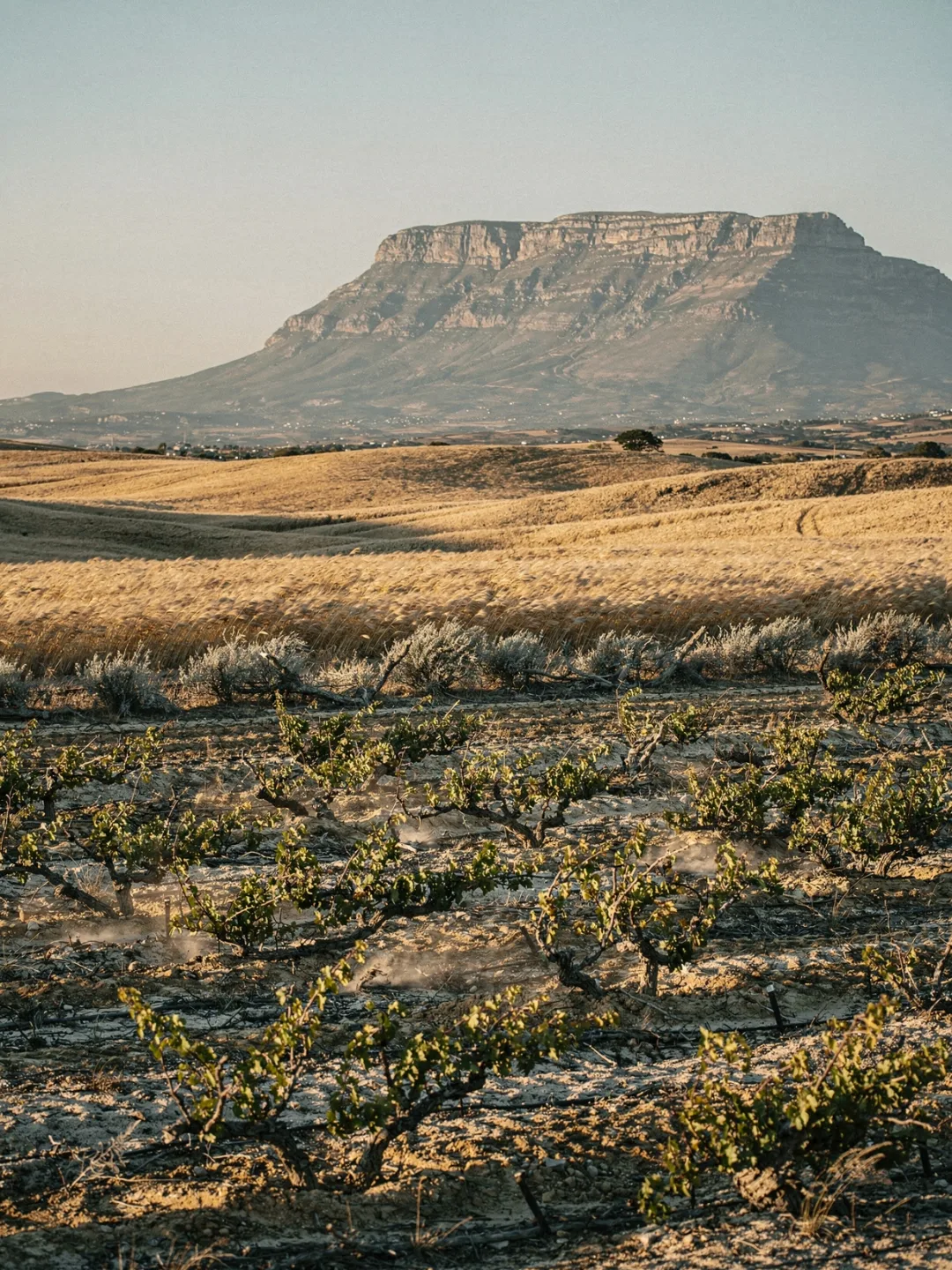 Klima in der Region Swartland