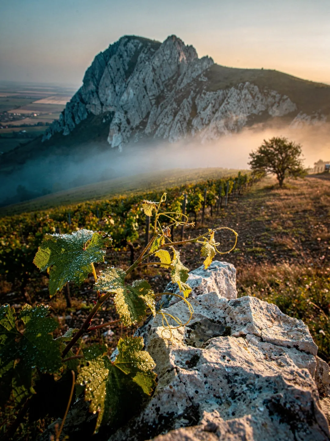 Klima in der Region Villány