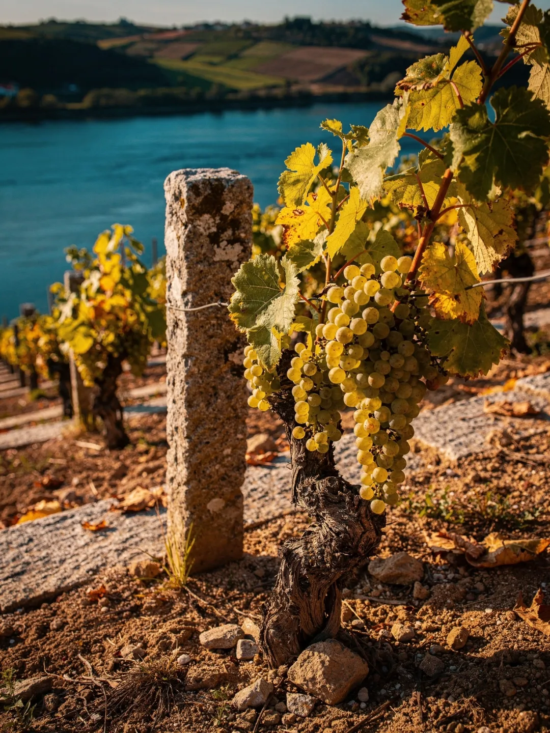 Rebsorten in der Region Vinho Verde