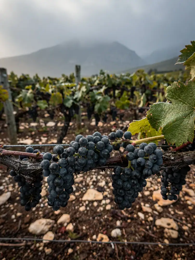 Grape Varieties in the region Walker Bay