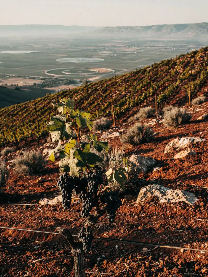 Grape Varieties in the region Washington