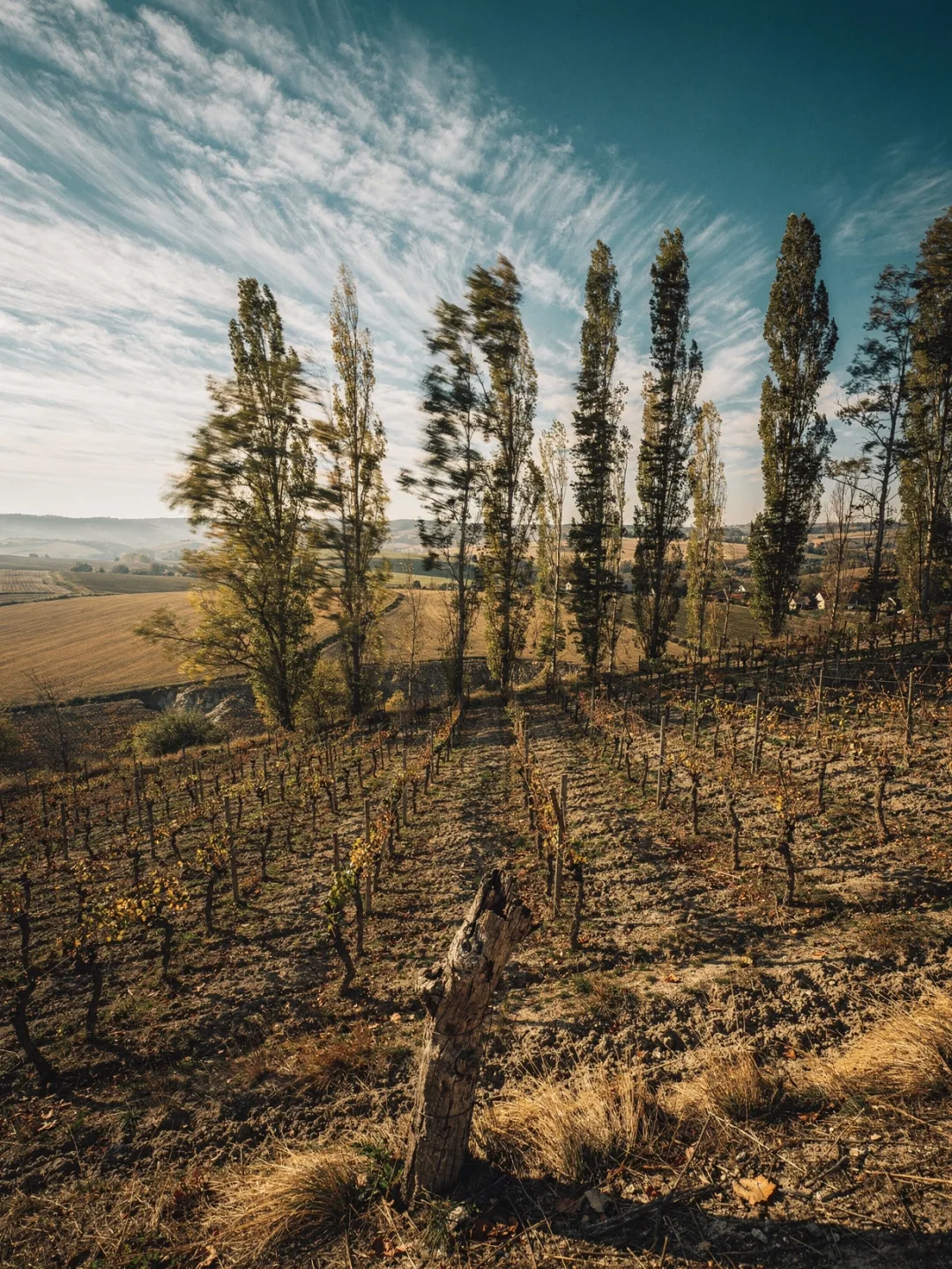 Klima in der Region Weinviertel