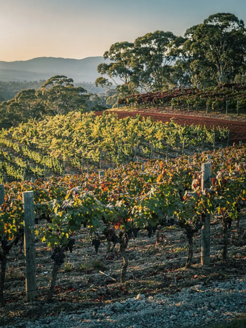 Grape Varieties in the region Yarra Valley
