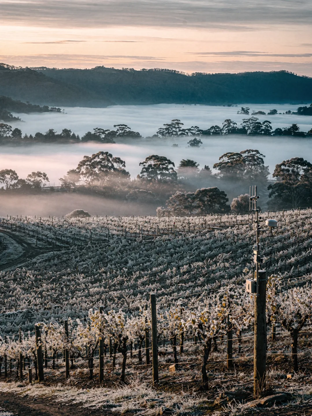 Klima in der Region Yarra Valley
