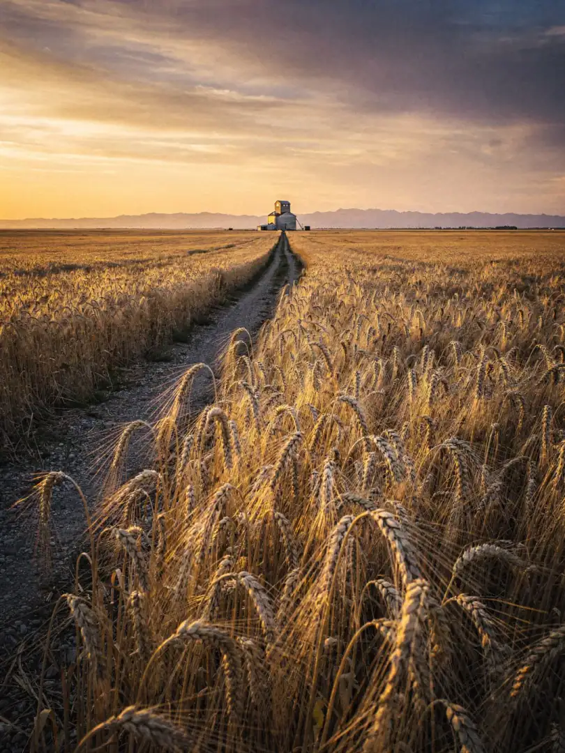 Getreide in der Region Alberta