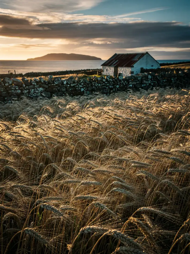 Grain in the region Islands