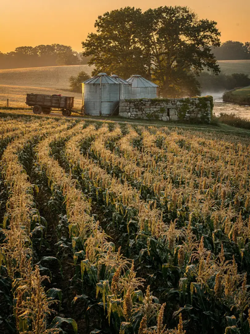 Getreide in der Region Kentucky