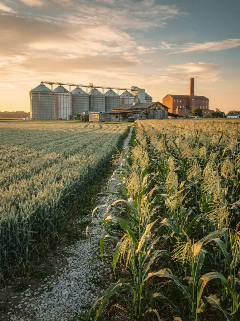 Getreide in der Region Ontario