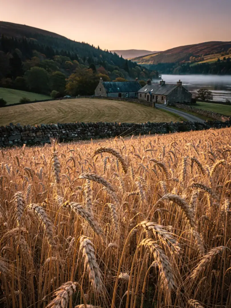 Getreide in der Region Speyside