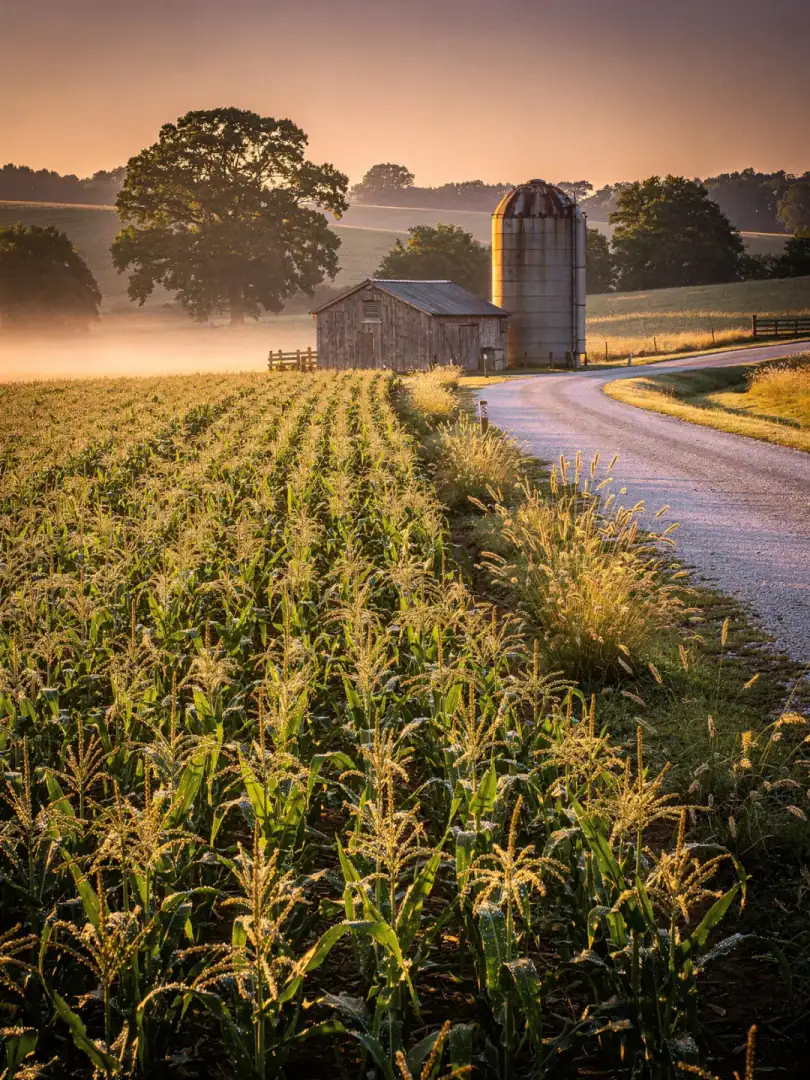 Getreide in der Region Tennessee