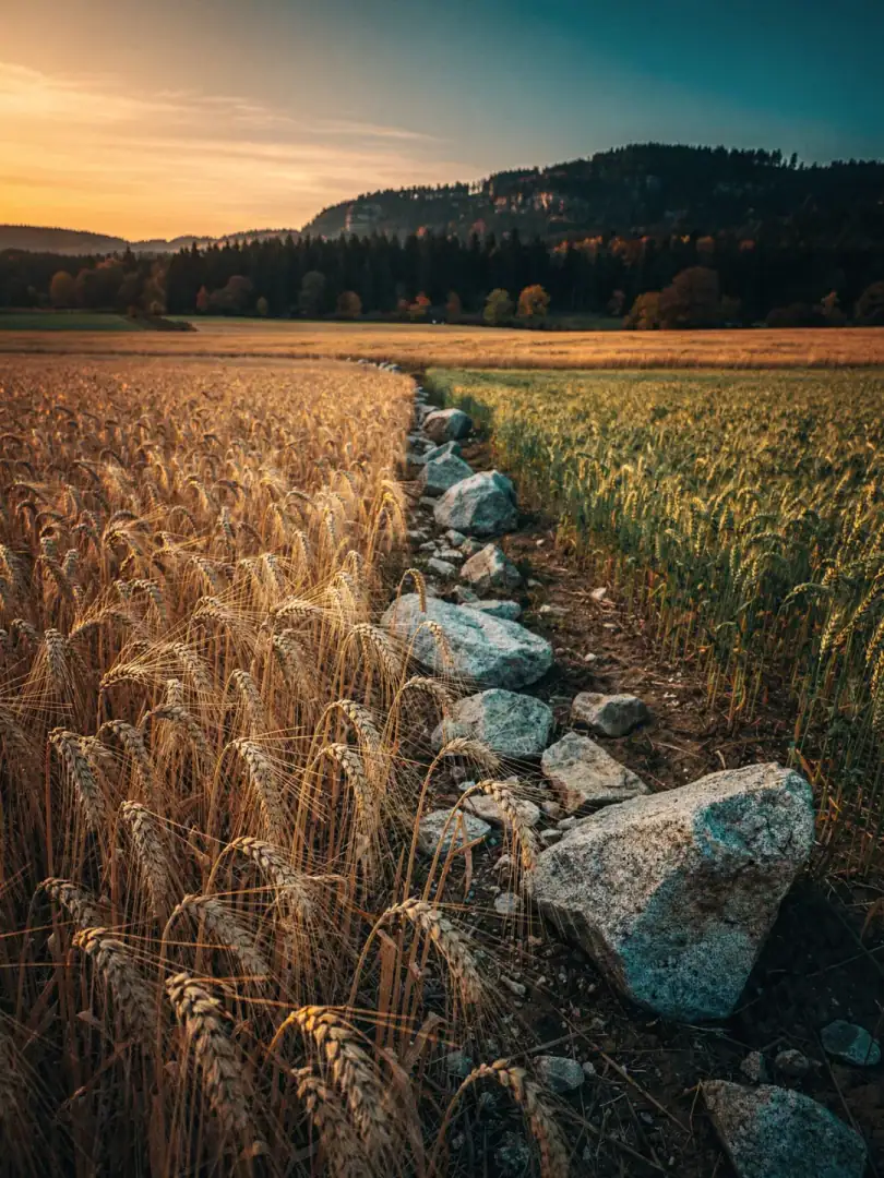 Getreide in der Region Waldviertel