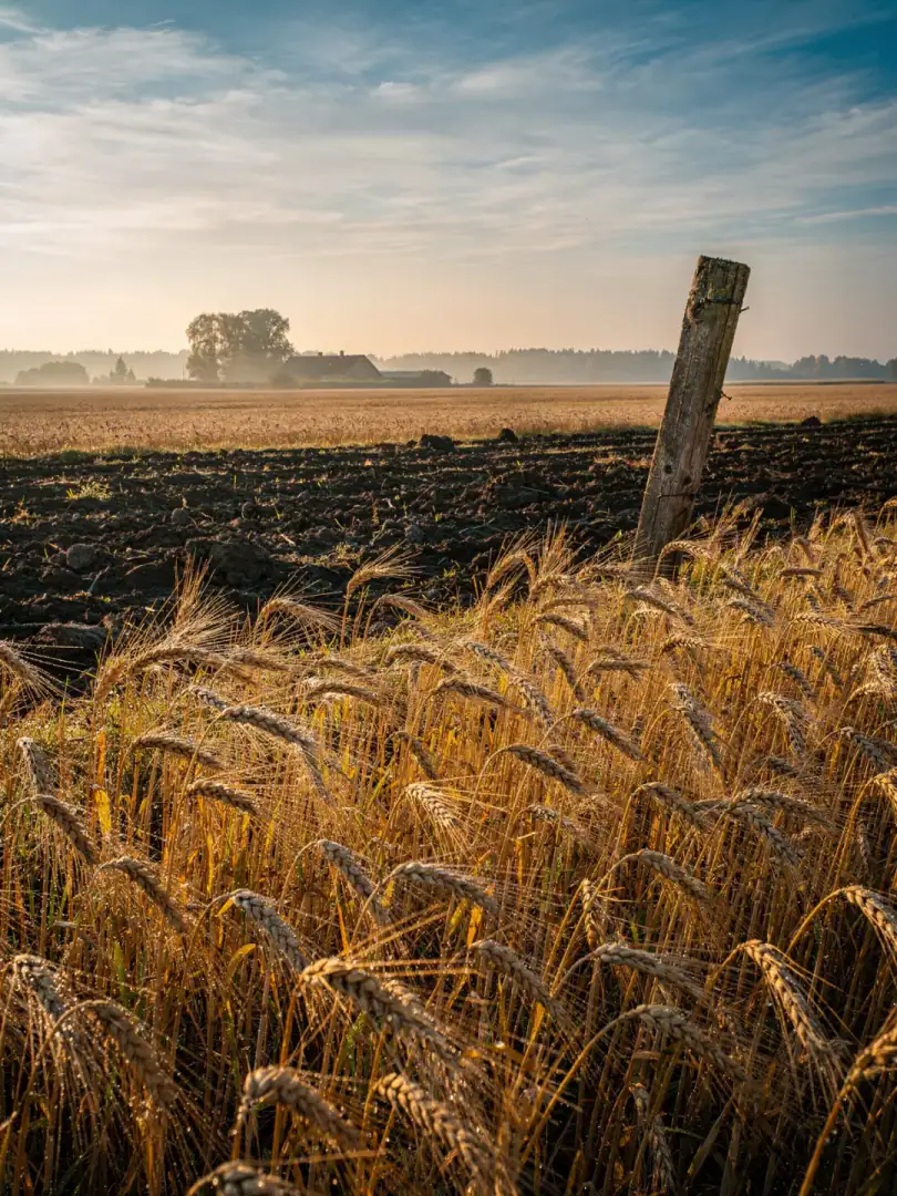 Raw Material in the region Riga